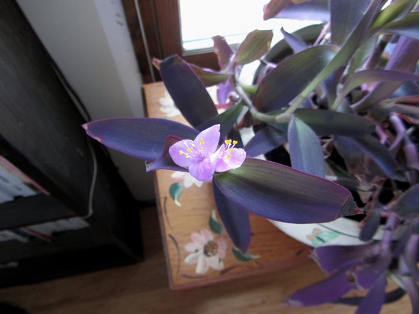 Purple jew - flowers close-up crop Dec 2024.jpg