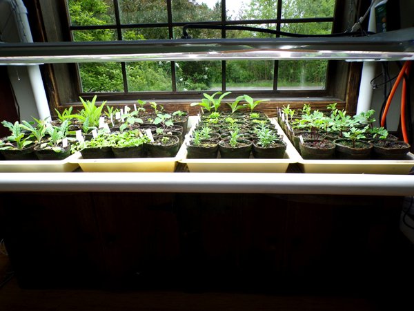 Seedlings - herbs and flowers crop May 2024.jpg