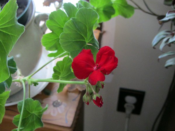 Small geranium flowering again crop Feb 2025.jpg