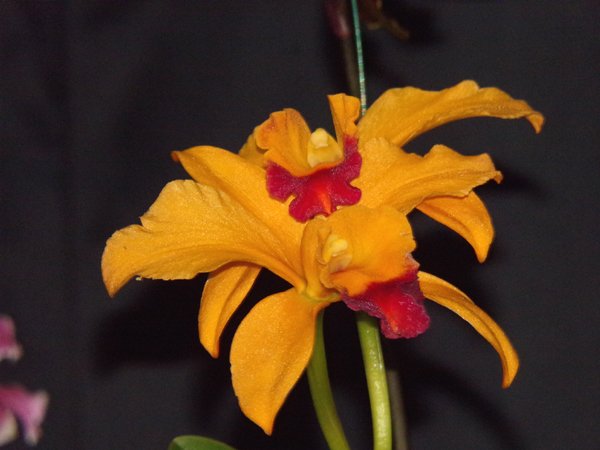 Orchid show17 crop Feb 2024.jpg
