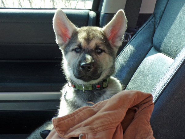 Pruning - tired puppy inspector, Riah crop March 2021.jpg