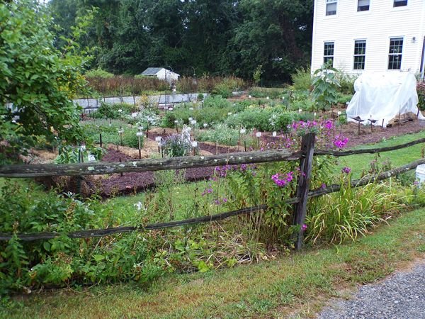 After the rain - New Herb, looking NW1 crop August 2022.jpg