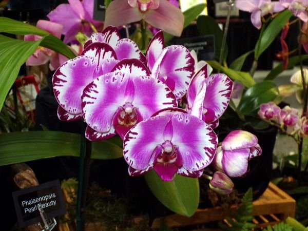 Orchid show8 crop Feb 2024.jpg