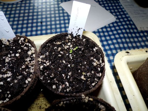 Verbascum up crop March 2024.jpg