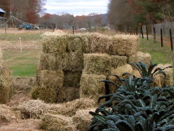 Another load of mulch crop Nov 2024.jpg