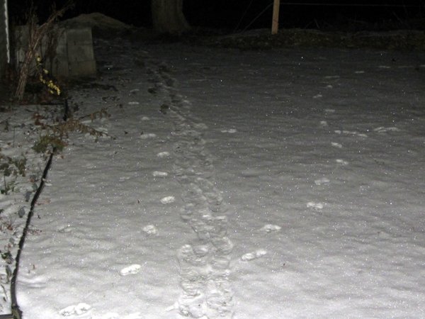 Coyote tracks crop Dec 2024.jpg