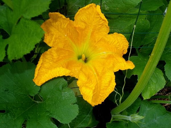 Small garden - white pumpkin flower with bee crop July 2024.jpg