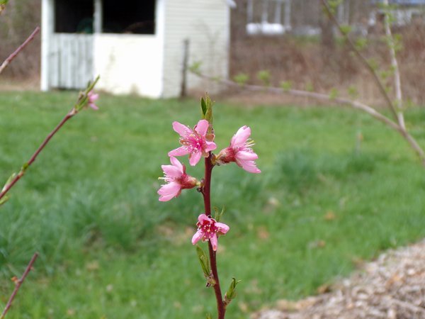 Little Trees - Contender peach flowers2 crop April 2021.jpg