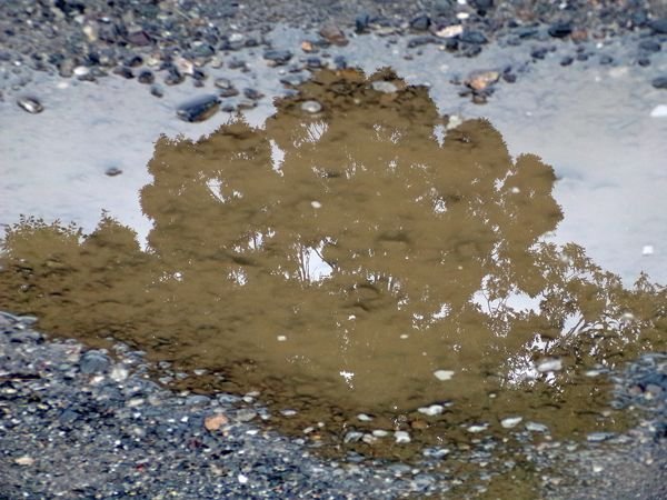 After the rain - puddle reflection crop August 2022.jpg