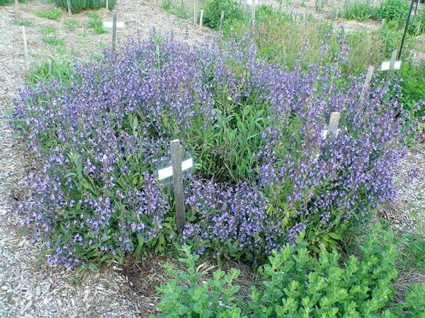 New Herb - row 5, sage flowers crop June 2023.jpg