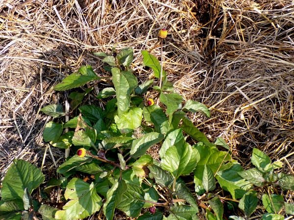 New Herb - Row 6, toothache plant crop July 2024.jpg