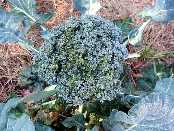 Big garden - broccoli, 2nd or 3rd side shoots crop Oct 2024.jpg