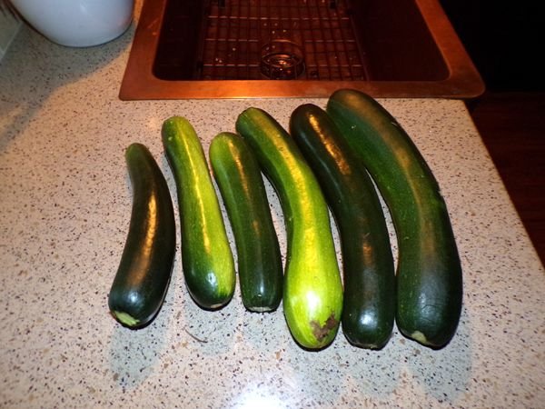 Zucchini - 1st harvest crop July 2024.jpg