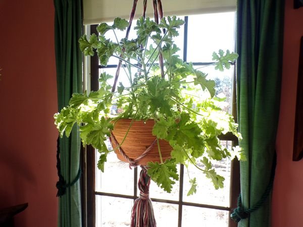 Attar of Roses geranium crop Feb. 2023.jpg