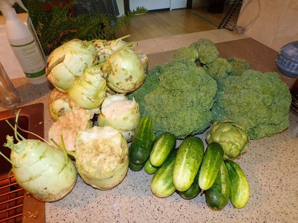 Friday's harvest - kohlrabi, brocolli, cukes, artichoke crop August 2022.jpg