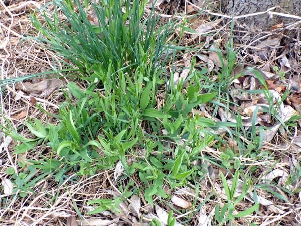 Crabapple - perennial sweet peas crop April 2023.jpg