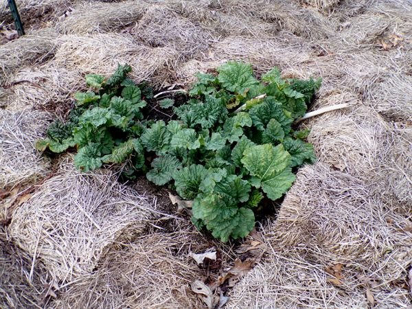 Big garden - rhubarb crop April 2024.jpg