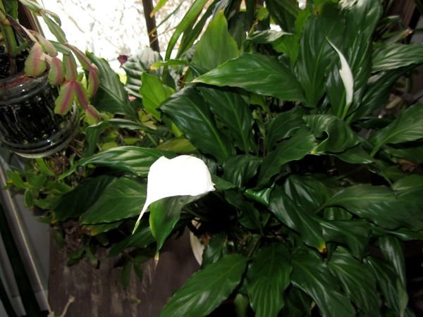 Peace lily flower and bud crop Feb 2025.jpg