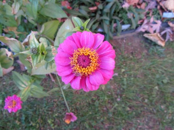 East Shed - pink zinnia crop Oct 2024.jpg