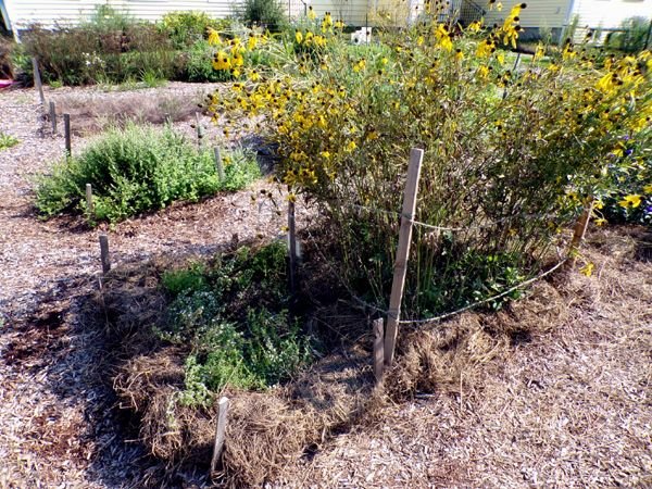 New Herb - Row 4, echinacea paradoxa, winter savory crop August 2023.jpg