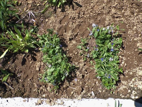 Wildflowers - creeping veronica crop May 2021.jpg