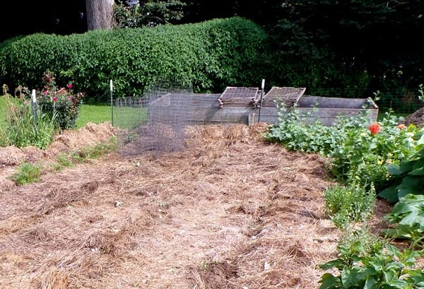 Small garden - pea area after, fences crop July 2024.jpg