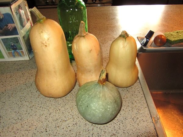 Squash harvest crop Oct 2024.jpg