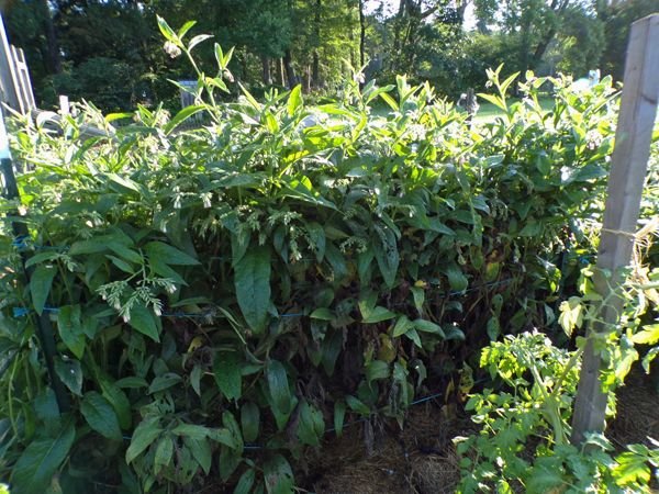 Big garden - comfrey crop July 2021.jpg