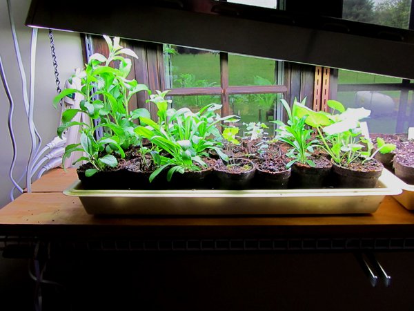 Seedlings - stevia, dianthus, columbine, hollyhocks crop May 2025.jpg