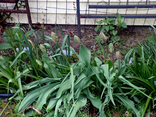 East Shed - tulip buds crop May 2024.jpg