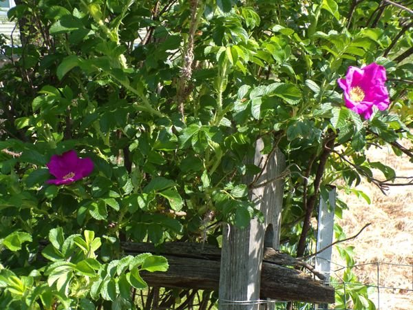 Rugosa rose - 1st flowers crop May 2022.jpg
