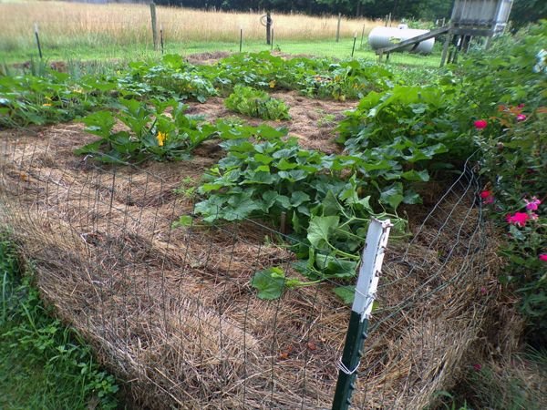 Small garden crop August 2022.jpg