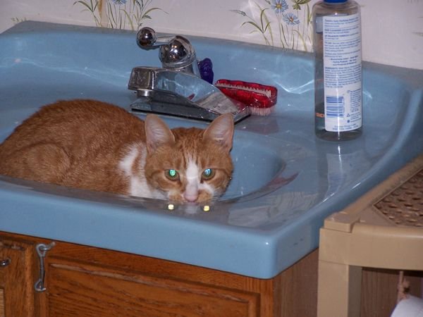 5.Bryde the sink cat1 crop Sept. 06.jpg