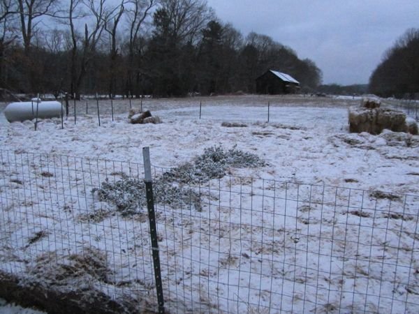 After the snow crop Dec 2024.jpg