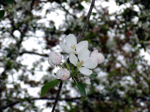 MacIntosh - apple blossom2 crop May 2024.jpg