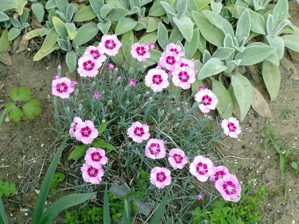 New West - dianthus flowers crop June 2023.jpg