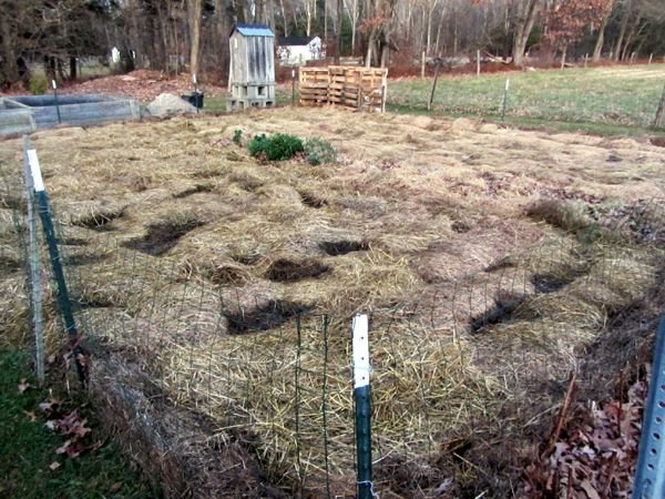 Small garden - tarps off crop Nov 2024.jpg