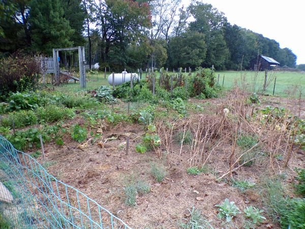 Big garden mess crop Sept. 2021.jpg