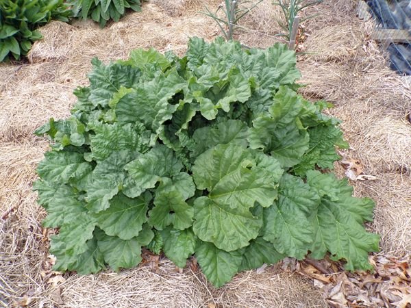 Big garden - rhubarb crop April 2021.jpg