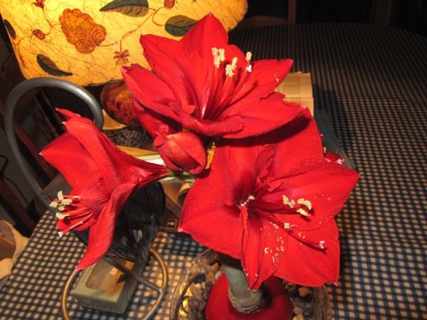 New amaryllis flowers close-up crop Dec 2024.jpg