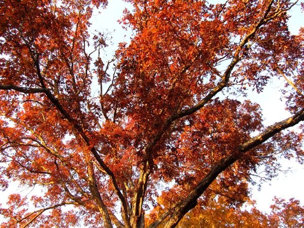 Sun on white oak leaves crop Oct 2024.jpg