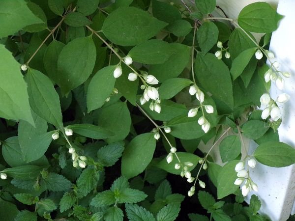 New East - mock orange crop June 2023.jpg