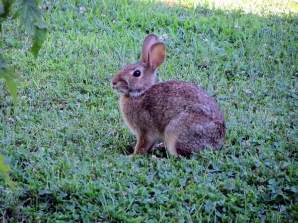 Rabbit crop July 2025.jpg