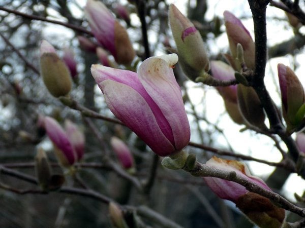 Magnolia - starting to open crop April 2024.jpg