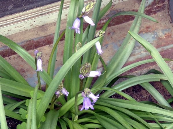 South - wood hyacinth just opening crop April 2024.jpg