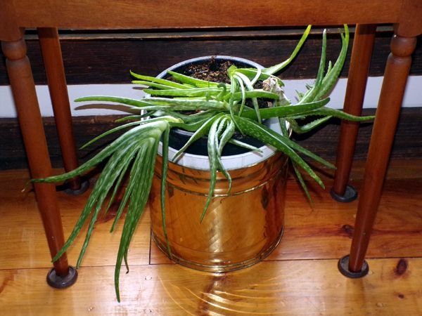 Aloe in brass pot after crop Feb. 2023.jpg