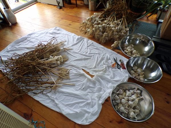 Garlic - cleaning crop August 2021.jpg