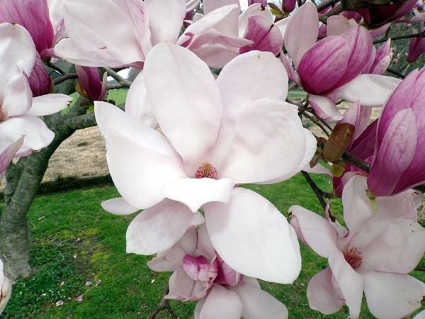 Magnolia flower crop April 2024.jpg