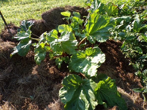 Big garden - rhubarb crop July 2021.jpg