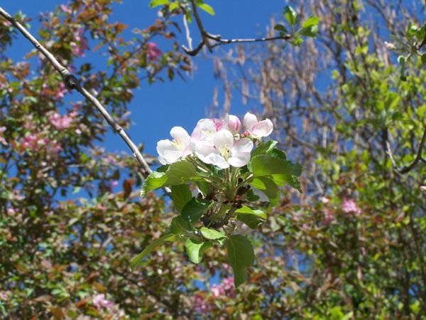 Apple blossom crop May 2018.jpg